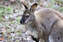 Австралия, Тасмания, Tasmanian Devil Conservation Park, Кенгуру на земле в лесу — стоковое фото