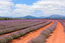 Austrália, Tasmânia, Bridestowe Lavender Estate, Lavanda campo durante o dia — Fotografia de Stock