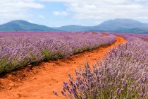 Australia, Tasmania, Bridestowe Lavender Estate, Campo de lavanda durante el día con camino - foto de stock