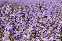 Australia, Tasmania, Bridestowe Lavender Estate, Lavanda - foto de stock