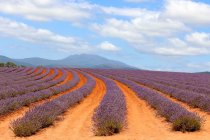 Australia, Tasmania, Bridestowe Lavender Estate, Lavanda - foto de stock
