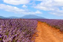 Australia, Tasmania, Bridestowe Lavender Estate, Lavender field at daytime — Stock Photo