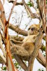 Australia, Parque Nacional Gran Otway, Great Ocean Road, Koala en árbol - foto de stock