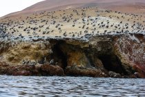 Разведение бесчисленных морских птиц в национальном парке Islas Ballestas, Писко, Ика, Перу — стоковое фото