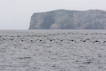 Peru, Ica, Pisco, The Islas Ballestas, Flock of birds flying over sea, scenic seascape in moody weather — Stock Photo