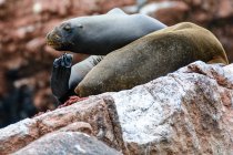 Peru, Ica, Pisco, Islas Ballestas, selos em rochas por costa — Fotografia de Stock