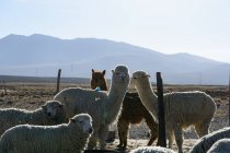 Перу, Арекипа, Ашуа, Альпаки и овцы, пасущиеся на открытом воздухе — стоковое фото