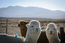 Peru, arequipa, ashua, Alpakas Nahaufnahme der Schnauzen, Berge im Hintergrund — Stockfoto