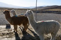Перу, Арекипа, Ашуа, Альпакас на ферме, вид на горы на заднем плане — стоковое фото