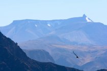 Condor flottant en Colca Canyon, Province de Caylloma, Arequipa, Pérou — Photo de stock