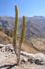 Perú, Arequipa, Caylloma, Cañón del Colca - foto de stock