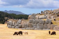 Pérou, Cusco, Llamas par mur caillouteux à l'extérieur — Photo de stock