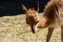 Peru, Puno, closeup of alpaca muzzle — Stock Photo