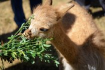 Pérou, Puno, Petit chameau mangeant des feuilles vertes, gros plan — Photo de stock