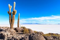 Bolivia, Departamento de PFL, Uyuni, Isla Incahuasi, view of cacti on island in salt — стоковое фото