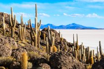 Cactus sull'isola al lago salato, Isla Incahuasi, Uyuni, Dipartimento De Potos, Bolivia , — Foto stock