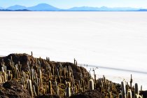 Bolivia, Departamento de PFL, Uyuni, Isla Incahuasi, view of cacti on island in salt — стоковое фото