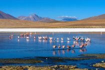 Bolivia, Laguna Canapa, Paisaje montañoso escénico con bandada de flamencos - foto de stock