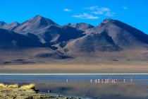 Bolivia, Laguna Canapa, panoramico paesaggio montano con in riva al lago con fenicotteri — Foto stock