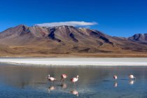 Bolivia, Laguna Canapa, panoramico paesaggio montano con in riva al lago con fenicotteri — Foto stock