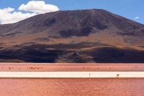 Bolivia, Laguna Colorada paesaggio panoramico con uccelli fenicottero — Foto stock