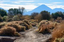 Чили, Регион Антофагаста, Сан-Педро-де-Атакама, пустынный ландшафт с вулканом Ликанкабур вид на заднем плане — стоковое фото