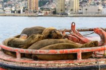 Chile, Región de Valparaíso, Valparaíso, focas en puerto de la ciudad - foto de stock