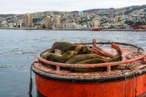 Chile, Region de Valparaiso, Valparaiso, seals in city harbor — Stock Photo