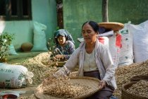 Мьянма (Бирма), Мандалай, Таунгта, Таунг Ба, провинция Мандалай. Деревня в основном живет на арахисовом земледелии — стоковое фото