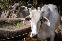 Myanmar (Birmania), Región de Mandalay, Taungtha, Taung Ba, vacas de temática rural en la Provincia de Mandalay - foto de stock