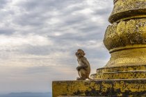 Myanmar (Birmania), Regione Mandalay, Myingyan, Scimmia a Mt. Santuario di Popa — Foto stock