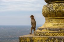 Мьянма (Бирма), Мандалайский край, Мьингян, Обезьяна на горе. Храм Попы — стоковое фото