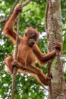 Orangutan cub hanging on green tree in natural habitat — Stock Photo