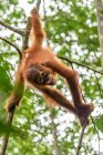 Filhote de orangotango pendurado na árvore verde no habitat natural — Fotografia de Stock