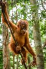 Cucciolo di orango seduto su un albero — Foto stock