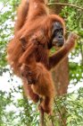 Indonesia, Kalimantan, Borneo, Kotawaringin Barat, Tanjung Puting National Park, Orangután con cachorro (Pongo pygmaeus), colgando de un árbol - foto de stock