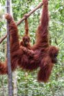 Индонезия, Калимантан, Борнео, Котаварингин Барат, Национальный парк Танджунг Путинг, Орангутан с детёнышем (Pongo pygmaeus), висит на дереве — стоковое фото