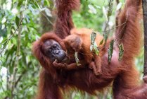Indonésia, Aceh, Gayo Lues Regency, Parque Nacional Gunung-Leuser, Sumatra, Orangutan com filhote pendurado na árvore — Fotografia de Stock