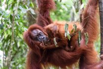 Orangotango pendurado na árvore em habitat natural — Fotografia de Stock
