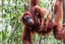 Indonésia, Aceh, Gayo Lues Regency, Parque Nacional Gunung-Leuser, Sumatra, família Orangutan na natureza — Fotografia de Stock