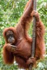 Орангутанг висить на дереві в природному середовищі існування — стокове фото