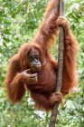 Orangutan hanging on tree, closeup view — Stock Photo