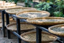 Kopi luwak Kaffeebohnen trocknen auf Tabletts in Yogyakarta, Java, Indonesien, Asien — Stockfoto