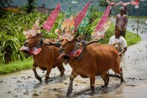 KABUL BULELENG, BALI, INDONESIA - AUGUST 17, 2015: plowing with water buffaloes show. peasant enter with decorated buffaloes — Stock Photo