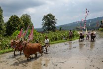 KABUL BULELENG, BALI, INDONESIA - AUGUST 17, 2015: plowing with water buffaloes show. peasants enter with decorated buffaloes — Stock Photo