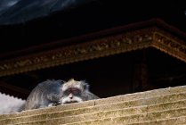 Macaco dormindo pelo telhado do templo, vista inferior — Fotografia de Stock