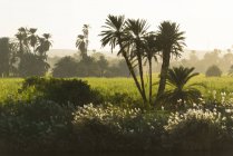 Египет, Асуанская губерния, Эдфу, живописный вечерний вид с кустарниками деревьев и зеленый луг в тумане — стоковое фото