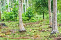 Индонезия, Малуку Утара, Кабул Пулау Моротай, кокосы в пальмовом лесу в пальмовых рощах Моротай на севере Моликкена — стоковое фото