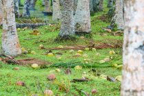 Indonesien, maluku utara, kabul pulau morotai, Kokosnüsse auf einer Wiese zwischen Palmen in Palmenhainen von Morotai am nördlichen Molikken — Stockfoto