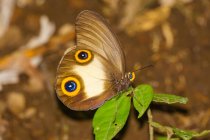 Indonesia, Maluku Utara, Kabupaten Halmahera Barat, butterfly on northern Molikken — Stock Photo